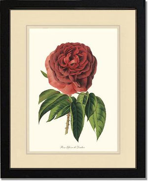Rose Wall Art Print: Gloire de Ducher - Vintage Botanical Wall Decor- Charting Nature