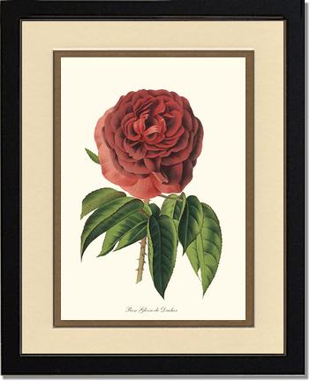 Rose Wall Art Print: Gloire de Ducher - Vintage Botanical Wall Decor- Charting Nature