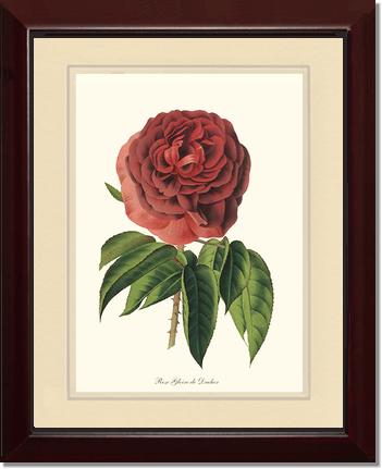 Rose Wall Art Print: Gloire de Ducher - Vintage Botanical Wall Decor- Charting Nature