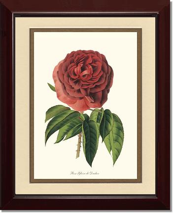 Rose Wall Art Print: Gloire de Ducher - Vintage Botanical Wall Decor- Charting Nature
