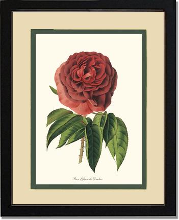 Rose Wall Art Print: Gloire de Ducher - Vintage Botanical Wall Decor- Charting Nature