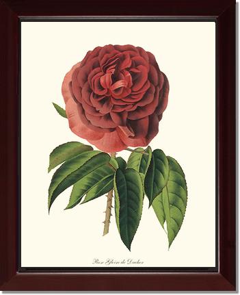 Rose Wall Art Print: Gloire de Ducher - Vintage Botanical Wall Decor- Charting Nature