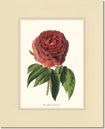 Rose Wall Art Print: Gloire de Ducher - Vintage Botanical Wall Decor- Charting Nature