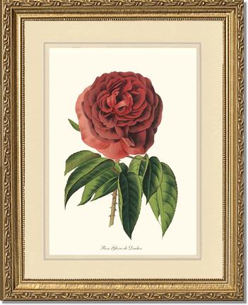 Rose Wall Art Print: Gloire de Ducher - Vintage Botanical Wall Decor- Charting Nature