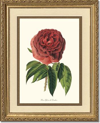 Rose Wall Art Print: Gloire de Ducher - Vintage Botanical Wall Decor- Charting Nature