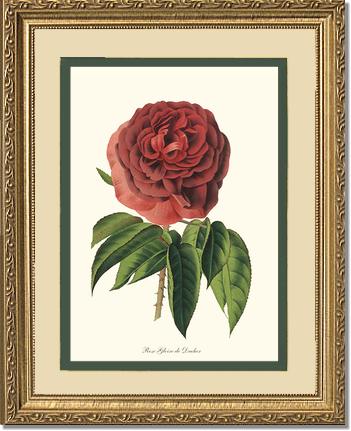 Rose Wall Art Print: Gloire de Ducher - Vintage Botanical Wall Decor- Charting Nature