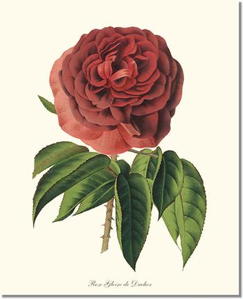 Rose Wall Art Print: Gloire de Ducher - Vintage Botanical Wall Decor- Charting Nature