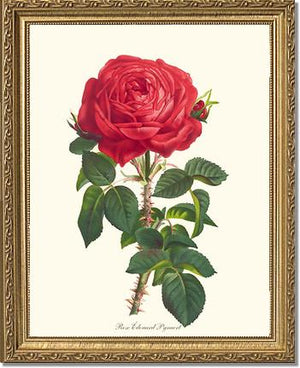 Edouard Pynaert