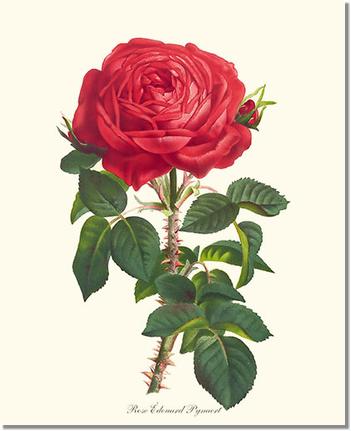 Rose Wall Art Print: Edouard Pynaert - Vintage Botanical Wall Decor- Charting Nature