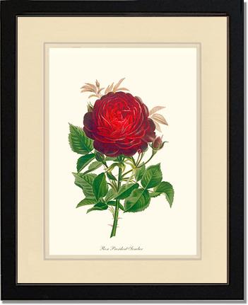 Rose Wall Art Print: President Senelar - Vintage Botanical Wall Decor- Charting Nature