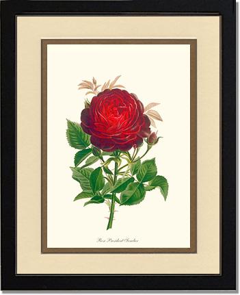 Rose Wall Art Print: President Senelar - Vintage Botanical Wall Decor- Charting Nature