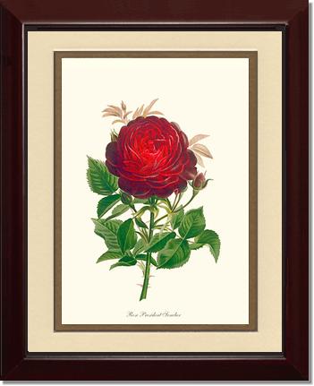 Rose Wall Art Print: President Senelar - Vintage Botanical Wall Decor- Charting Nature
