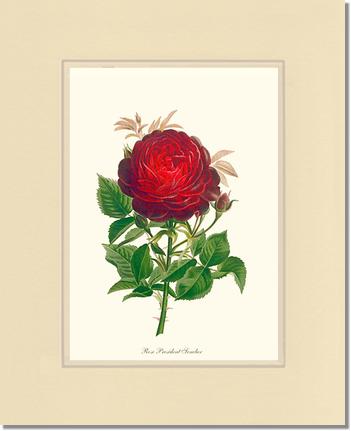 Rose Wall Art Print: President Senelar - Vintage Botanical Wall Decor- Charting Nature