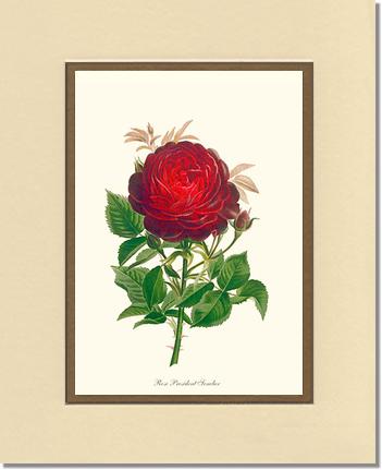 Rose Wall Art Print: President Senelar - Vintage Botanical Wall Decor- Charting Nature