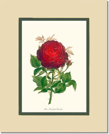 Rose Wall Art Print: President Senelar - Vintage Botanical Wall Decor- Charting Nature