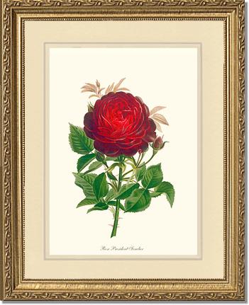 Rose Wall Art Print: President Senelar - Vintage Botanical Wall Decor- Charting Nature