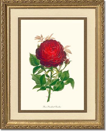 Rose Wall Art Print: President Senelar - Vintage Botanical Wall Decor- Charting Nature