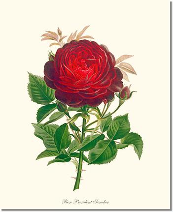 Rose Wall Art Print: President Senelar - Vintage Botanical Wall Decor- Charting Nature