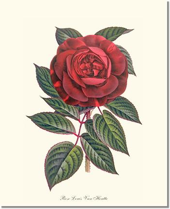 Rose Wall Art Print: Hybride Remontante "Louis Van Houtte" - Vintage Botanical Wall Decor- Charting Nature