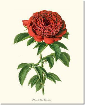 Rose Wall Art Print: Abel Carriere - Vintage Botanical Wall Decor- Charting Nature