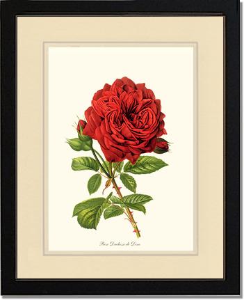 Rose Wall Art Print: Duchesse de Dino - Vintage Botanical Wall Decor- Charting Nature
