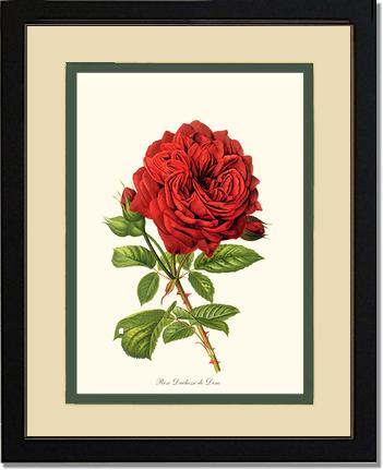 Rose Wall Art Print: Duchesse de Dino - Vintage Botanical Wall Decor- Charting Nature