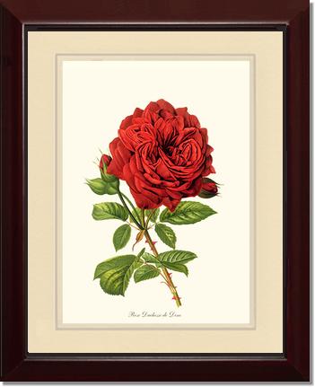 Rose Wall Art Print: Duchesse de Dino - Vintage Botanical Wall Decor- Charting Nature