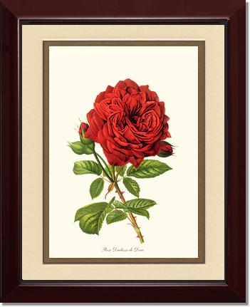 Rose Wall Art Print: Duchesse de Dino - Vintage Botanical Wall Decor- Charting Nature