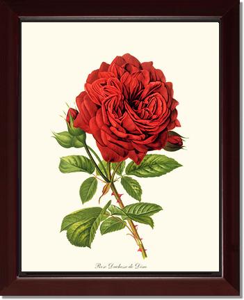 Rose Wall Art Print: Duchesse de Dino - Vintage Botanical Wall Decor- Charting Nature