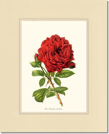 Rose Wall Art Print: Duchesse de Dino - Vintage Botanical Wall Decor- Charting Nature