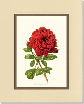 Rose Wall Art Print: Duchesse de Dino - Vintage Botanical Wall Decor- Charting Nature
