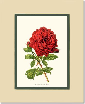 Rose Wall Art Print: Duchesse de Dino - Vintage Botanical Wall Decor- Charting Nature