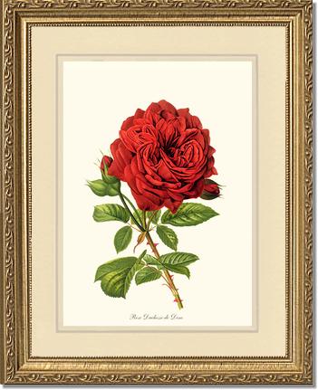 Rose Wall Art Print: Duchesse de Dino - Vintage Botanical Wall Decor- Charting Nature