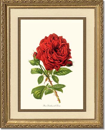 Rose Wall Art Print: Duchesse de Dino - Vintage Botanical Wall Decor- Charting Nature