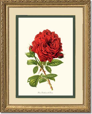 Rose Wall Art Print: Duchesse de Dino - Vintage Botanical Wall Decor- Charting Nature