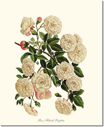 Rose Wall Art Print: Felicite Perpetue - Vintage Botanical Wall Decor- Charting Nature