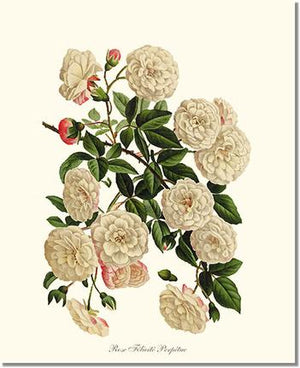 Rose Print: Felicite Perpetue