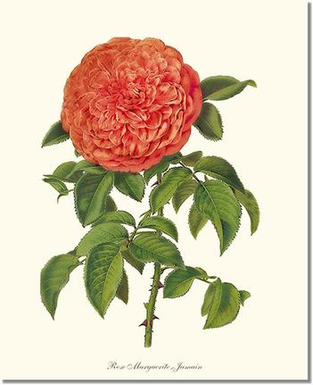 Rose Wall Art Print: Marguerite Jamain - Vintage Botanical Wall Decor- Charting Nature