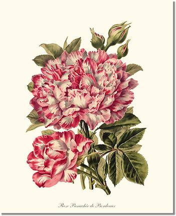 Rose Wall Art Print: Panachee de Bordeaux - Vintage Botanical Wall Decor- Charting Nature