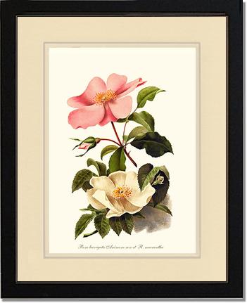 Rose Wall Art Print: Cherokee Rose and Anemone Rose - Vintage Botanical Wall Decor- Charting Nature