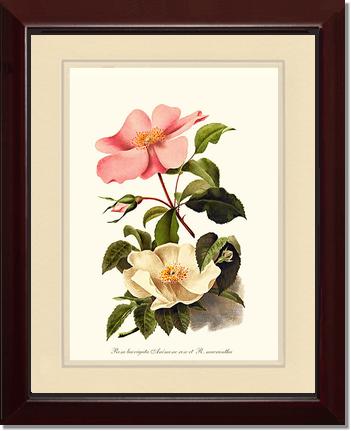 Rose Wall Art Print: Cherokee Rose and Anemone Rose - Vintage Botanical Wall Decor- Charting Nature