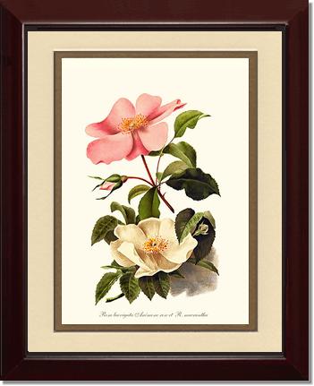 Rose Wall Art Print: Cherokee Rose and Anemone Rose - Vintage Botanical Wall Decor- Charting Nature