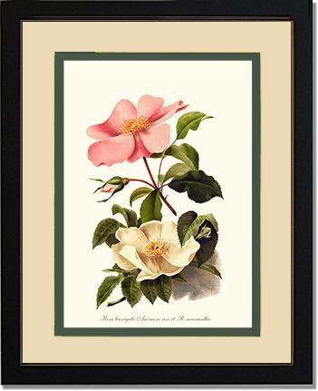Rose Wall Art Print: Cherokee Rose and Anemone Rose - Vintage Botanical Wall Decor- Charting Nature