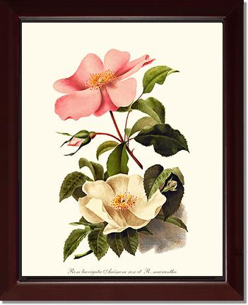 Rose Wall Art Print: Cherokee Rose and Anemone Rose - Vintage Botanical Wall Decor- Charting Nature