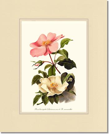Rose Wall Art Print: Cherokee Rose and Anemone Rose - Vintage Botanical Wall Decor- Charting Nature