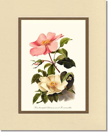 Rose Wall Art Print: Cherokee Rose and Anemone Rose - Vintage Botanical Wall Decor- Charting Nature