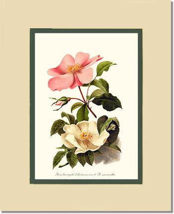 Rose Wall Art Print: Cherokee Rose and Anemone Rose - Vintage Botanical Wall Decor- Charting Nature