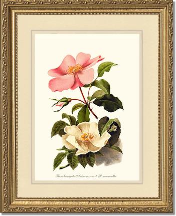 Rose Wall Art Print: Cherokee Rose and Anemone Rose - Vintage Botanical Wall Decor- Charting Nature
