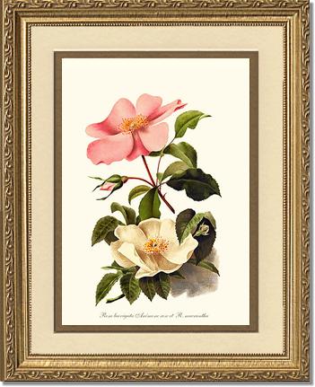 Rose Wall Art Print: Cherokee Rose and Anemone Rose - Vintage Botanical Wall Decor- Charting Nature