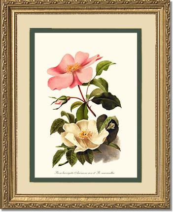 Rose Wall Art Print: Cherokee Rose and Anemone Rose - Vintage Botanical Wall Decor- Charting Nature